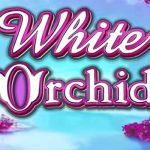 White Orchid Slot: A Hidden Gem with Big Wins!